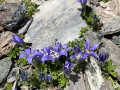 Campanula cenisia