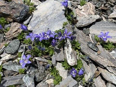 Campanula cenisia