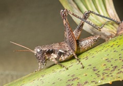 Melanoplus rotundipennis