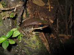 Lithobates palmipes
