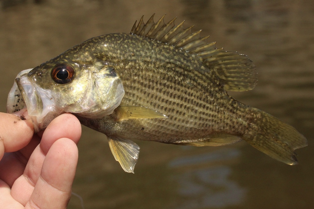 Bass (Ambloplites cavifrons) — Centrarchidae