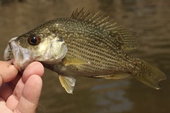 Ambloplites cavifrons