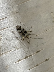 Phytocoris tiliae