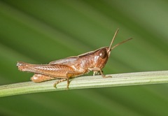 Eritettix obscurus