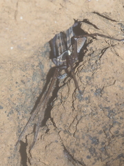 Heteropoda strasseni