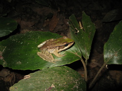 Lithobates palmipes