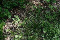 Carex leersii