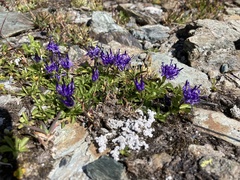 Phyteuma globulariifolium