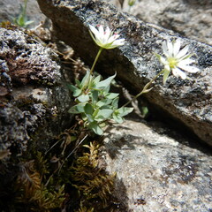 Stellaria alaskana
