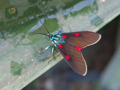 Cyanopepla fastuosa