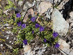 Phyteuma globulariifolium