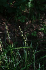 Carex leersii