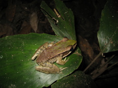 Lithobates palmipes