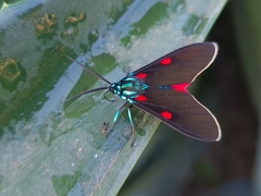 Cyanopepla fastuosa
