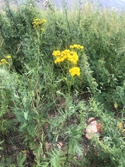 Tanacetum vulgare