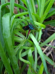 Cyanopepla fastuosa