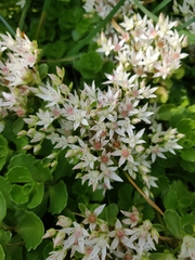 Phedimus spurius