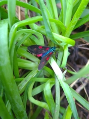 Cyanopepla fastuosa
