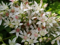 Phedimus spurius