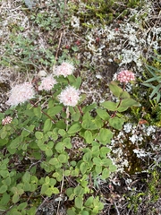 Spiraea stevenii