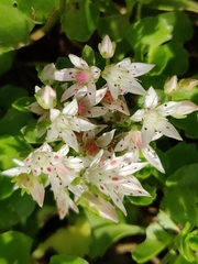 Phedimus spurius