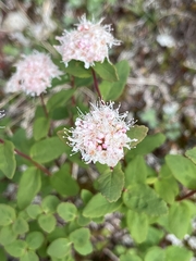 Spiraea stevenii