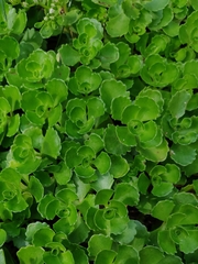 Phedimus spurius