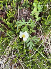 Anemonastrum sibiricum