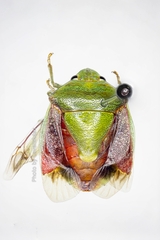 Plautia crossota