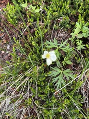 Anemonastrum sibiricum