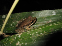 Lithobates palmipes