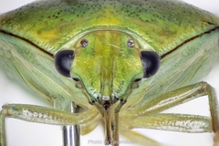 Plautia crossota