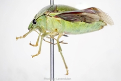 Plautia crossota