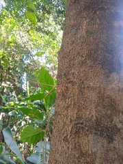 Gleditsia amorphoides