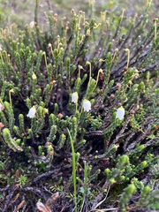 Cassiope tetragona