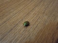 Plautia crossota