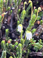 Cassiope tetragona