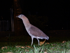 Gorsachius melanolophus