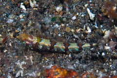 Redmarbled Lizardfish photo 2