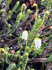 Cassiope tetragona