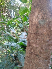 Gleditsia amorphoides