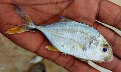 Caranginae