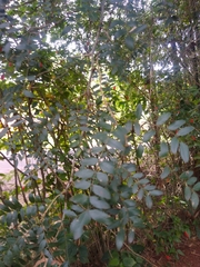 Gleditsia amorphoides