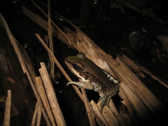 Lithobates palmipes