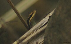 Notomabuya frenata