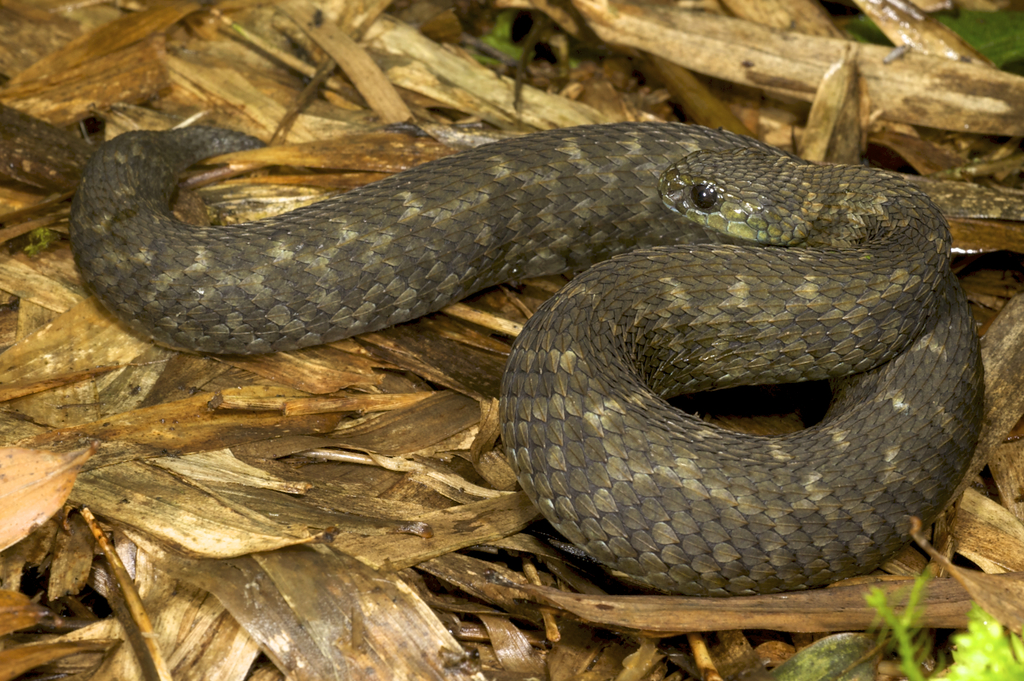 Uzungwe Mountain Bush Viper