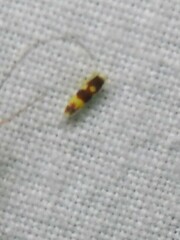 Erythroneura elegans