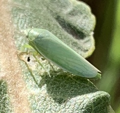 Gyponana angulata