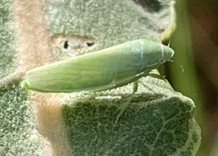 Gyponana angulata