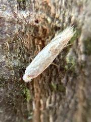 Bucculatrix bechsteinella